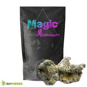 Albino Roller Coaster (Premium) Magic Mushrooms – Magic Box