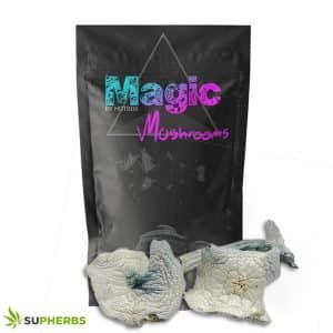 True Albino Teacher Magic Mushrooms – Magic Box
