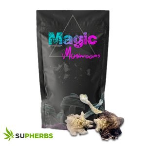MAGIC BOX Albino Big Mex Mushrooms