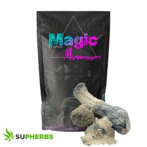 Albino Zilla Mushrooms – Magic Box