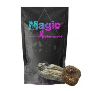 Purple Mystic (Premium) Magic Mushroom